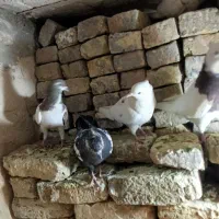 کفترچپ وطوقی وتهرونی سفیدوسار وسینه|پرنده|مشهد, ایوان|دیوار