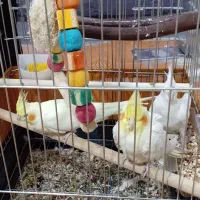 طوطی عروس هلندی