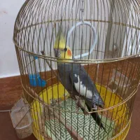 عروس هلندی نر