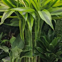 بامبو و میزی درجه یک