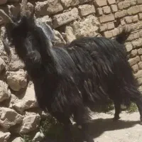بزماده جوان قسر برای قربانی|حیوانات مزرعه|ارومیه, |دیوار