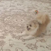 سگ گمشده|حیوانات|اصفهان, خانه اصفهان|دیوار