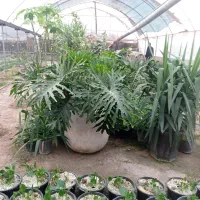 گل برگ انجیری بزرگ