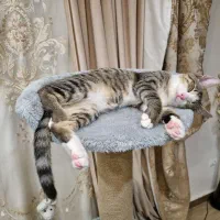 واگذاری گربه|گربه|رشت, نیکمرام|دیوار