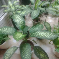 گل دفین و پتوس|گل و گیاه طبیعی|اصفهان, میرعماد|دیوار