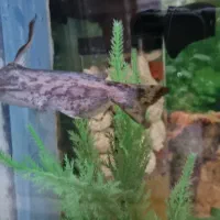 ماهی آکواریوم پنکوسی