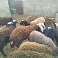 گوسفند زنده بره نر بزغاله سرک دار چاق|حیوانات مزرعه|کرج, کیانمهر|دیوار