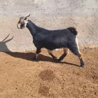 پنج بز ابستن شکم دوم