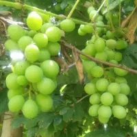 غوره محلی تازه آبدار ترش
