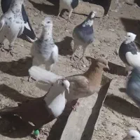 کفتر|پرنده|جوین, |دیوار