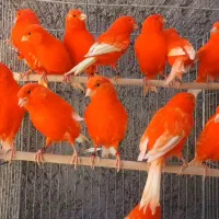 قناری اورجینال آماده|پرنده|کرمان, |دیوار