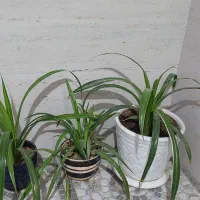 گل طبیعی|گل و گیاه طبیعی|نیشابور, بنیاد شهید|دیوار