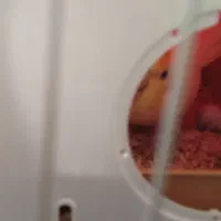 عروس هلندی|پرنده|شیراز, شهرک مفتح|دیوار