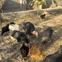 بوقلمون ارگانیک|حیوانات مزرعه|شهریار, شهرک امیریه|دیوار