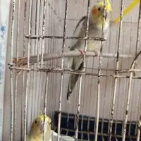 فروش عروس هلندی نر و ماده