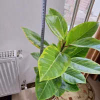 فیکوس شاداب ۱مترو ۲۰ سانت ارتفاع|گل و گیاه طبیعی|شاهین‌شهر, نسیم ۵|دیوار