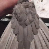 کبوتر. معاوضه با دمب سفید