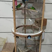 کوتوله برزیلی