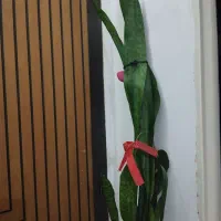 گلدان سانسوریا|گل و گیاه طبیعی|قم, عمار یاسر|دیوار