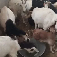 فروش تعدادی بره کره میش