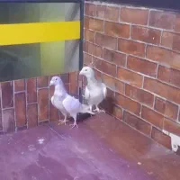 کفتر دو جفت قیمت مناسب