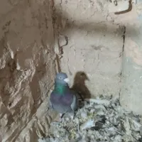 گرفتنی|پرنده|سبزوار, باهنر|دیوار