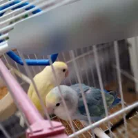 پرنده کوتوله برزیلی جوان (دستی)|پرنده|فردوس (خراسان), |دیوار