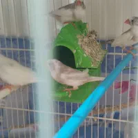 فنچ مولد|پرنده|شیروان (خراسان), |دیوار