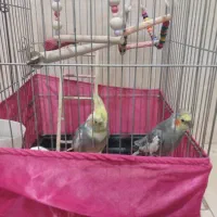 یه جفت عروس هلندی نر و ماده بسیار رام|پرنده|شاهدشهر, |دیوار