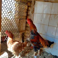 مرغ و خروس لاری|حیوانات مزرعه|قرچک, داوود آباد|دیوار