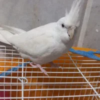 عروس هلندی آلبینو|پرنده|زابل, |دیوار