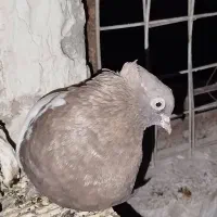 کبوترسینه قوای ماده|پرنده|کارون, |دیوار