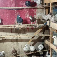 کفتر بجایی|پرنده|شهریار, شهریار|دیوار