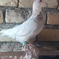 کبوتر.پرنده.