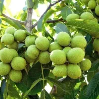 فروش انواع نهال های گردو
