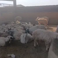 فروش گوسفند افشار زنجان و ارومیه و...|حیوانات مزرعه|کهریزک, |دیوار