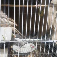 عروس هلندی