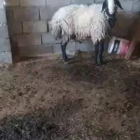 قوچ اصیل شال
