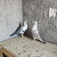 کبوتر|پرنده|شیراز, جوادیه|دیوار