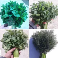 نیرو برای خیار چینی و محصولات زراعی نیاز دارم|استخدام صنعتی، فنی، مهندسی|اندیمشک, |دیوار