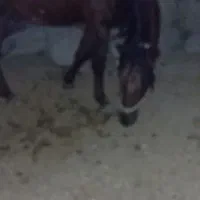 کره نریون یورقه فروشی