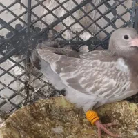 جوجه سار ه مشکی قزوینی