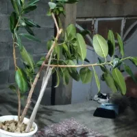 گل بانه|گل مصنوعی|بانه, |دیوار