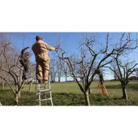 هرس درخت و باغداری|خدمات باغبانی و درختکاری|بجنورد, |دیوار