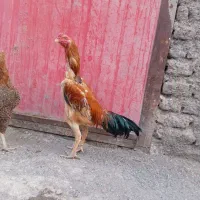 تخم مرغ لاری میکس اوشامو