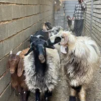 قوچ / میش / بره چتری / کهره / بز|حیوانات مزرعه|شیراز, شهرک فرزانگان|دیوار