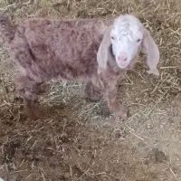 بزغاله کوردی