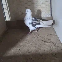 ۶عد کبوتر میزون