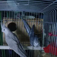 جفت عروس هلندی