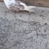 نر پشت گلی|حیوانات|قم, زنبیل آباد|دیوار